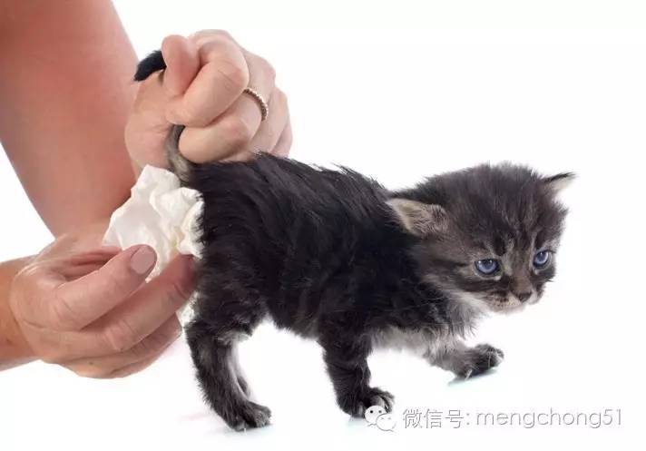 猫咪得猫温怎么办（小猫猫瘟怎么治疗）