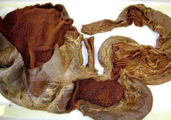 猪肚是什么，猪肚炖什么好吃（牛肚、毛肚、肚仁、金钱肚、百叶）