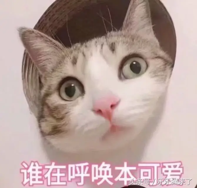 猫咪非常凶怎么办（猫咪天生很凶怎么办）