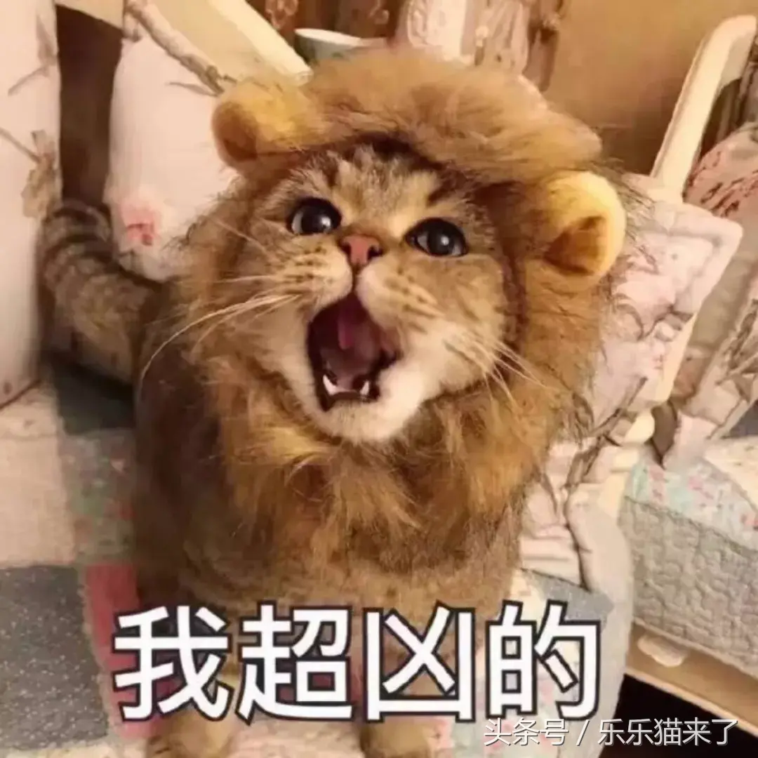 猫咪非常凶怎么办（猫咪天生很凶怎么办）