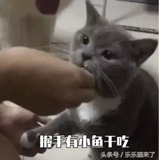 猫咪非常凶怎么办（猫咪天生很凶怎么办）