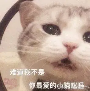 猫咪非常凶怎么办（猫咪天生很凶怎么办）