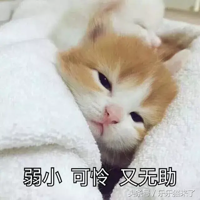 猫咪非常凶怎么办（猫咪天生很凶怎么办）