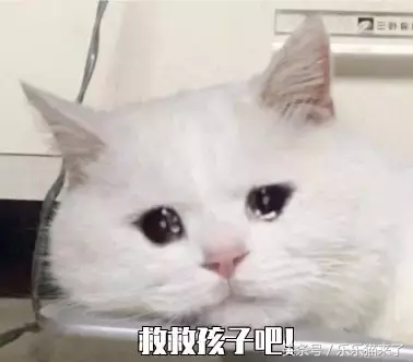 猫咪非常凶怎么办（猫咪天生很凶怎么办）