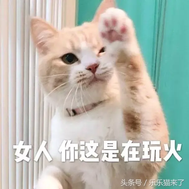 猫咪非常凶怎么办（猫咪天生很凶怎么办）