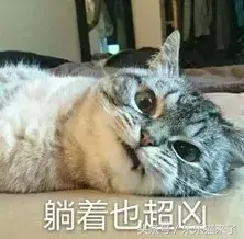 猫咪非常凶怎么办（猫咪天生很凶怎么办）