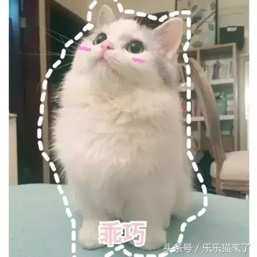 猫咪非常凶怎么办（猫咪天生很凶怎么办）