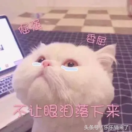 猫咪非常凶怎么办（猫咪天生很凶怎么办）