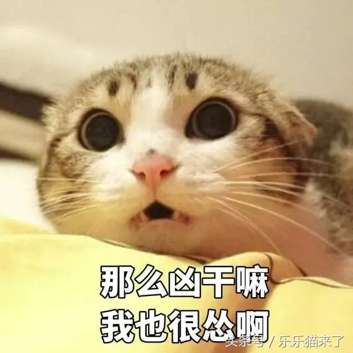 猫咪非常凶怎么办（猫咪天生很凶怎么办）