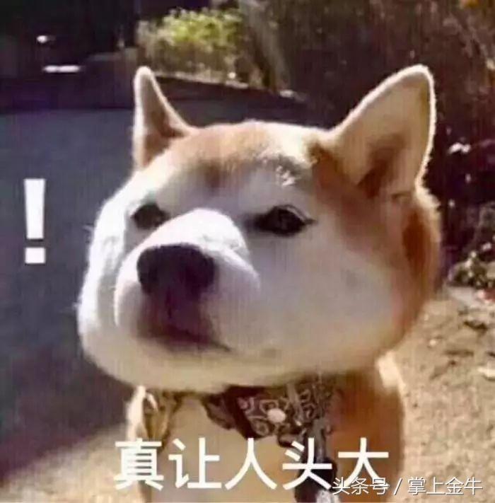 宠物狗不打狂犬可以吗（养宠物狗需要注意的健康问题）