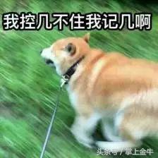 宠物狗不打狂犬可以吗（养宠物狗需要注意的健康问题）