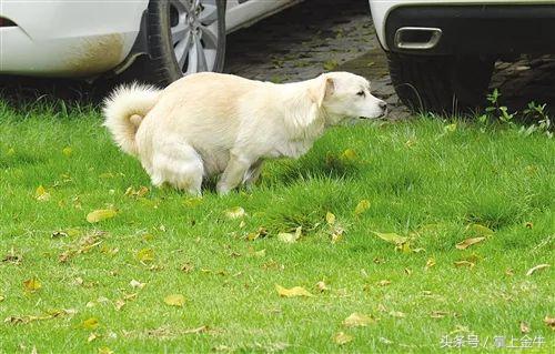 宠物狗不打狂犬可以吗（养宠物狗需要注意的健康问题）