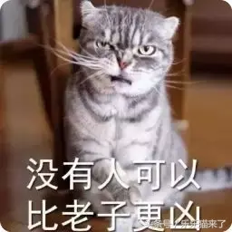 猫咪非常凶怎么办（猫咪天生很凶怎么办）