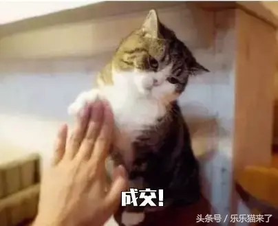 猫咪非常凶怎么办（猫咪天生很凶怎么办）