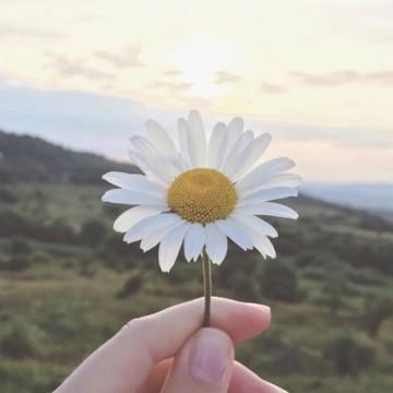 一条小呆狗