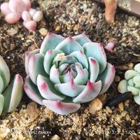 我是金丝雀小白脸头像