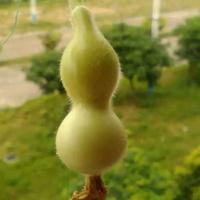 心诚则灵oo头像