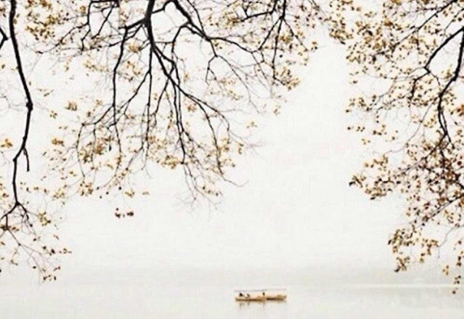 白头发黑头发