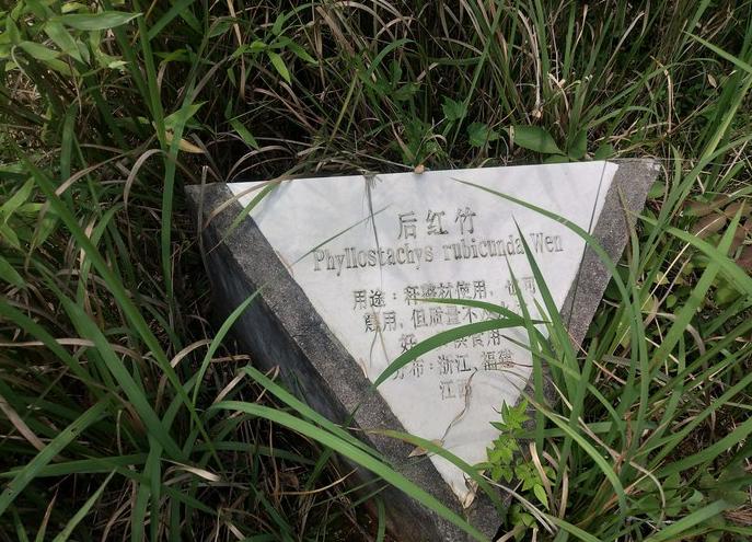 宜丰竹文化馆!里面种满了各种各