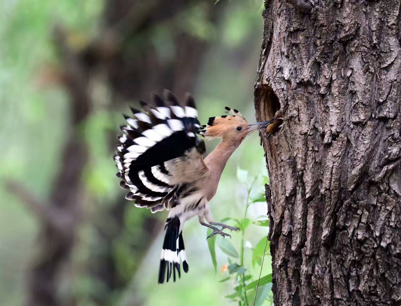 螳螂捕蝉黄雀在后 | 探索大自然的奧祕 藉由攝影畫面 捕捉生態美 | DIGIPHOTO