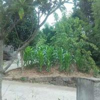 旺苍万虎李三轮头像