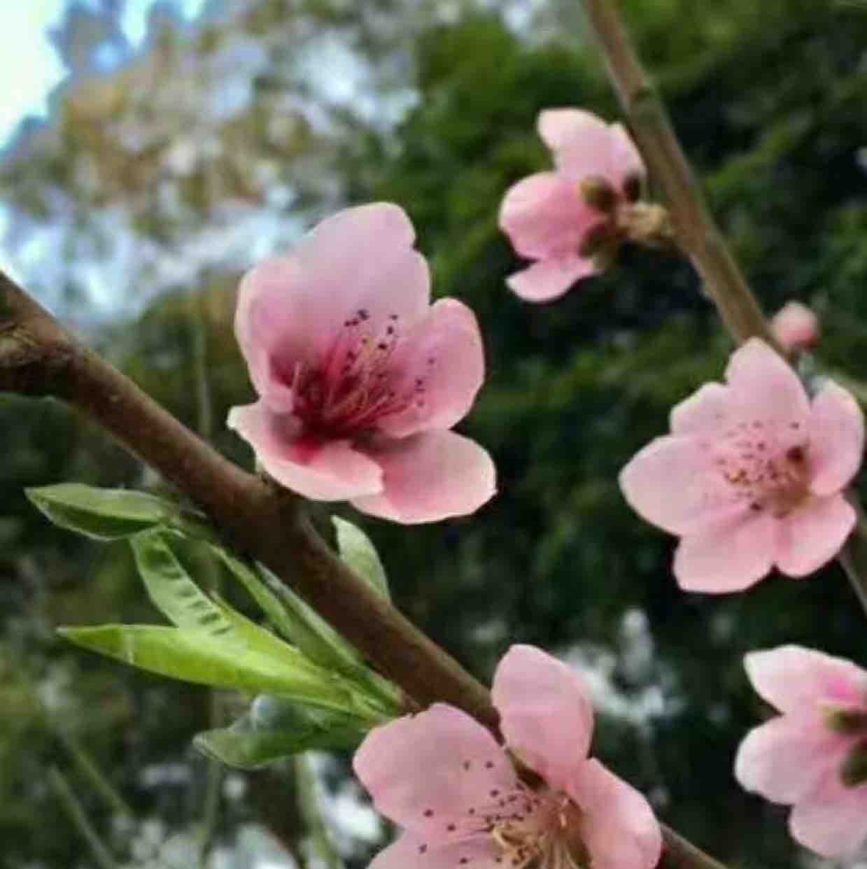 山冲咔啦水中花头像