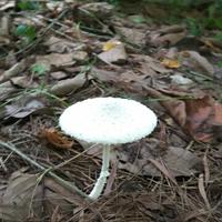 白蘑菇头头像