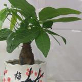 刀拍黄爪头像