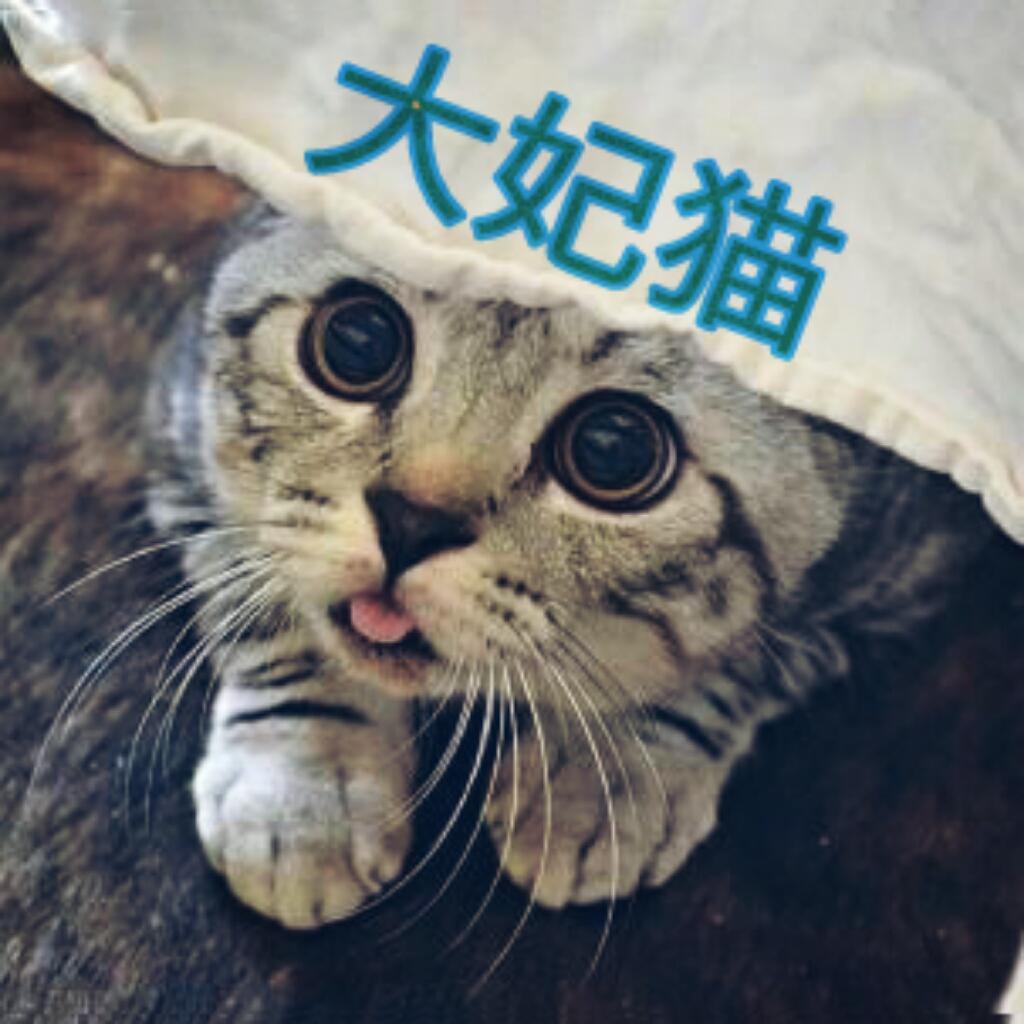 搞笑大妃猫头像