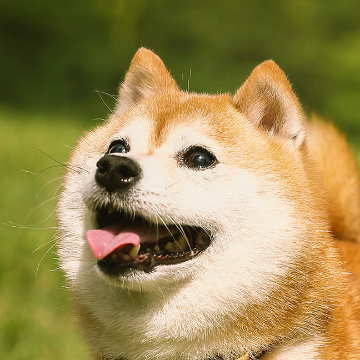 小懒看世界头像