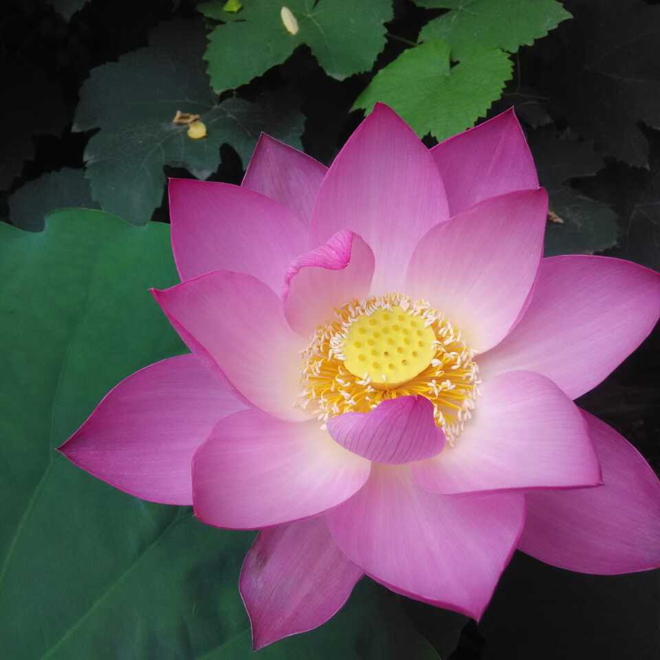 深谷幽兰