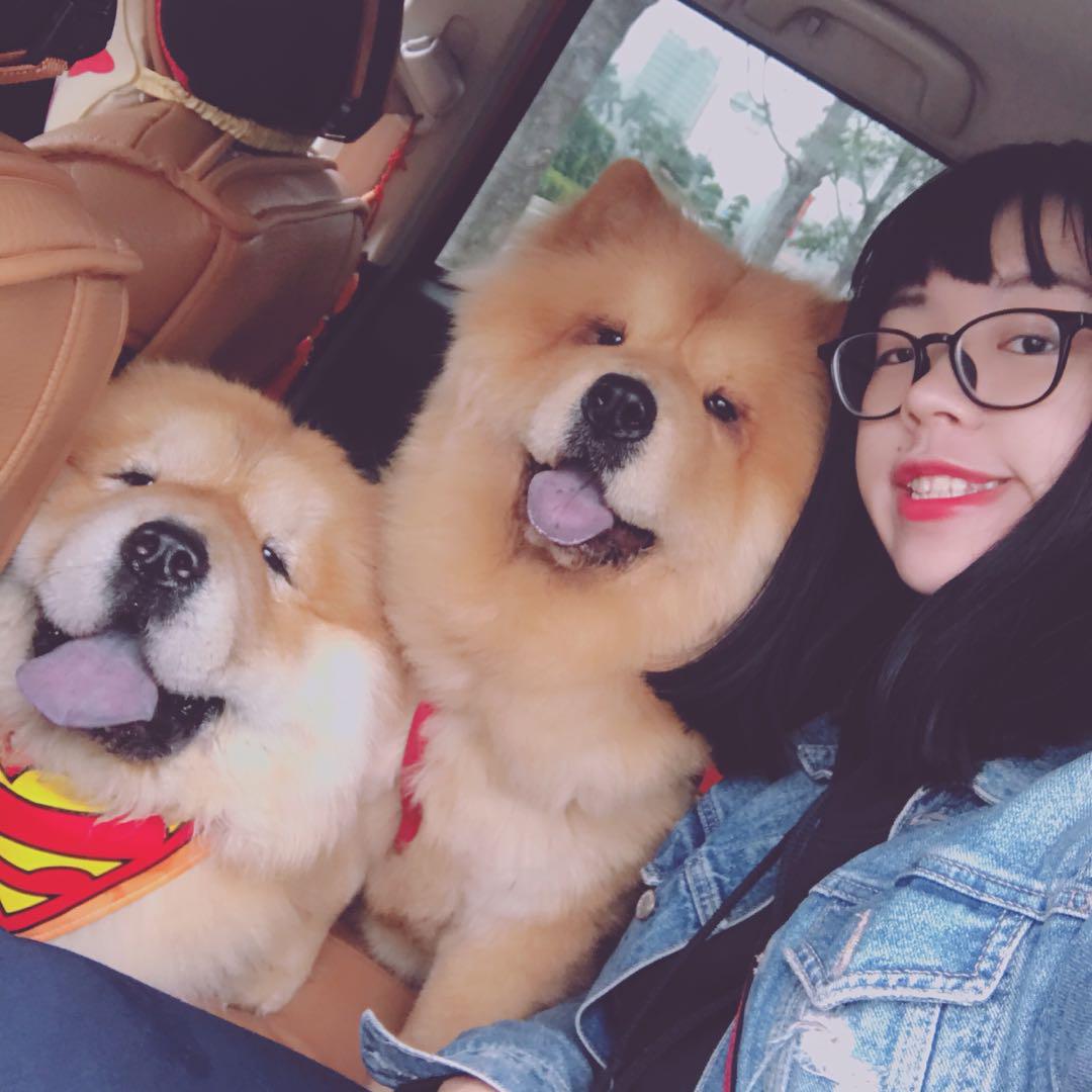 头条问答 怎么种植猫草 松狮顺顺好臭臭的回答 0赞