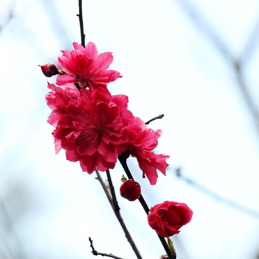 可爱动画桃花妹头像