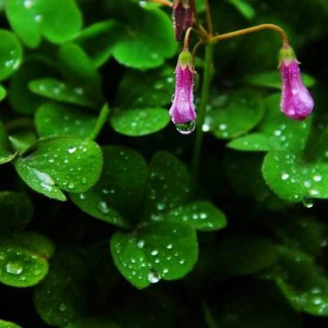 诗雨花的心情头像