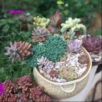 希望在田野14头像