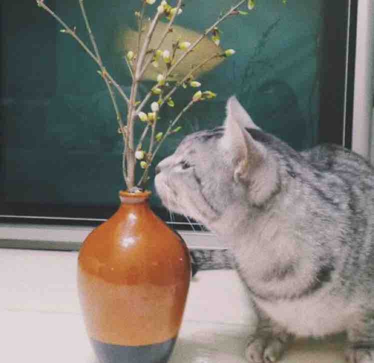     -               (278   )