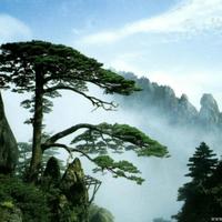 龙的传人4544头像