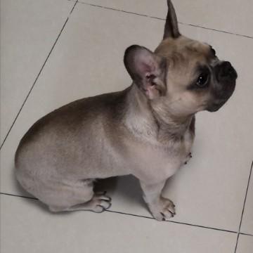 为什么狗很爱叫 悟空问答