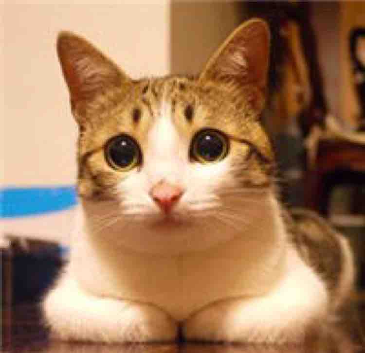 喵先森没有猫