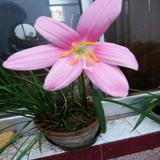 愉悦的柳叶mZ头像