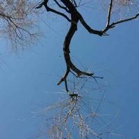 小屋37535806头像