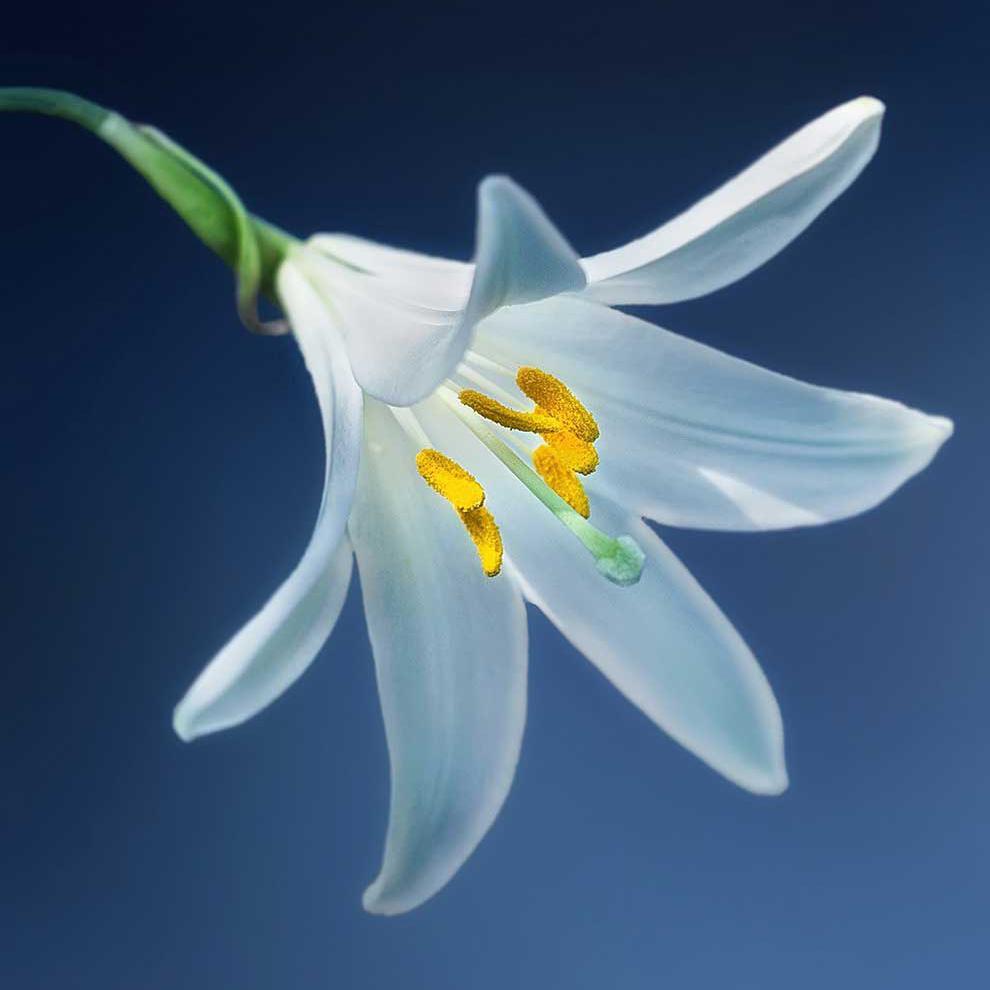 宋徽宗的瘦金体独树一帜 当时风靡全国 为何现在却没几人学习 悟空问答