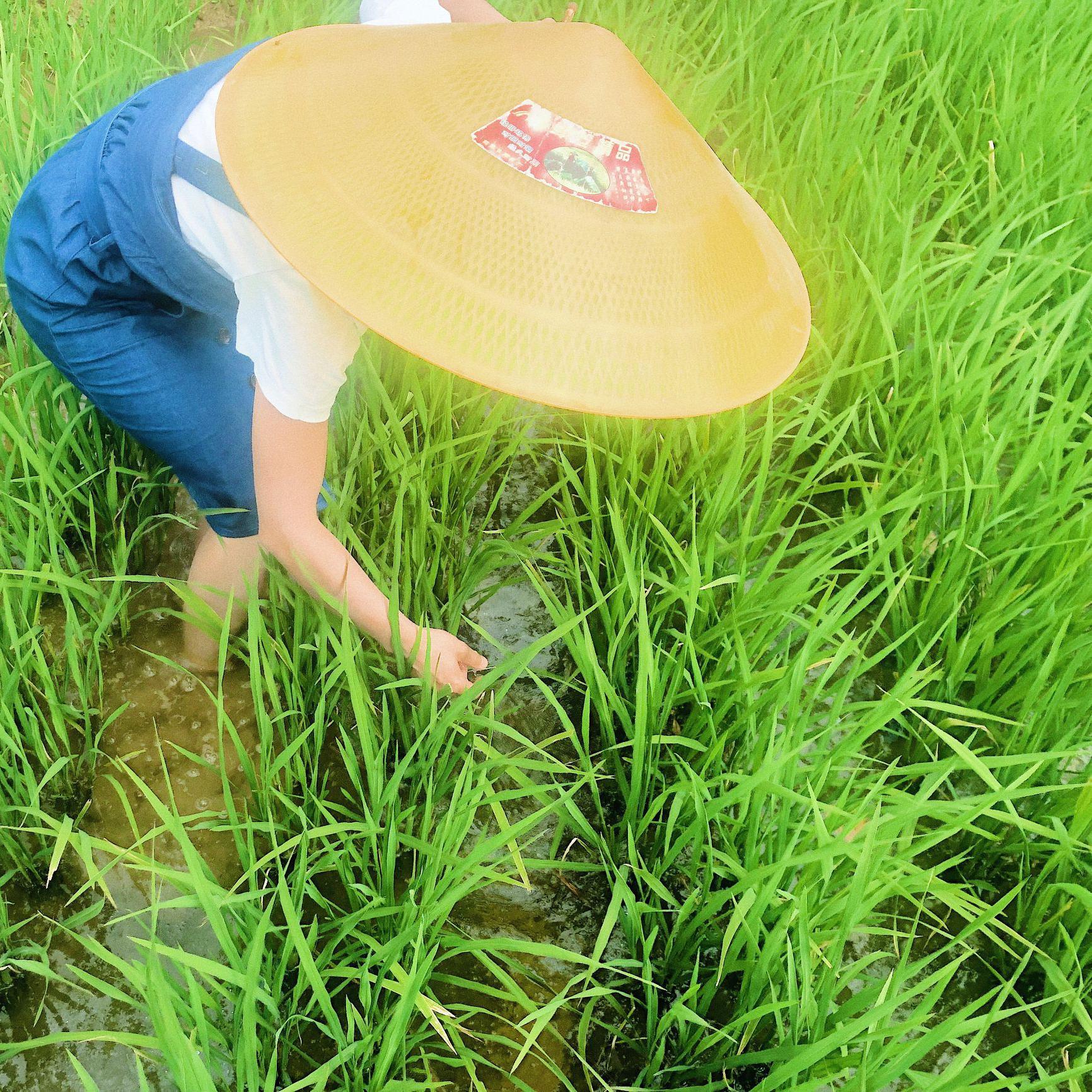 兰姑妈家在农村头像