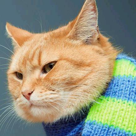猫先生内涵科普