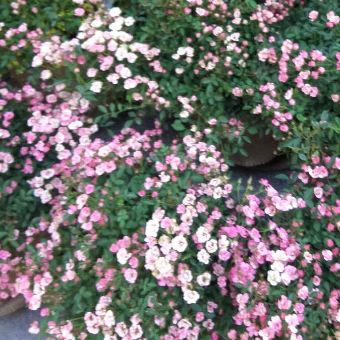 花花与非花