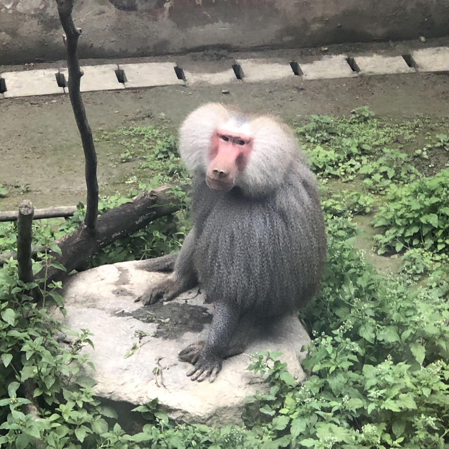 头条问答 看 动物世界 我总是同情草食动物 但是我想肉食动物也要生存啊 请问 怎样想才算正确 1个回答
