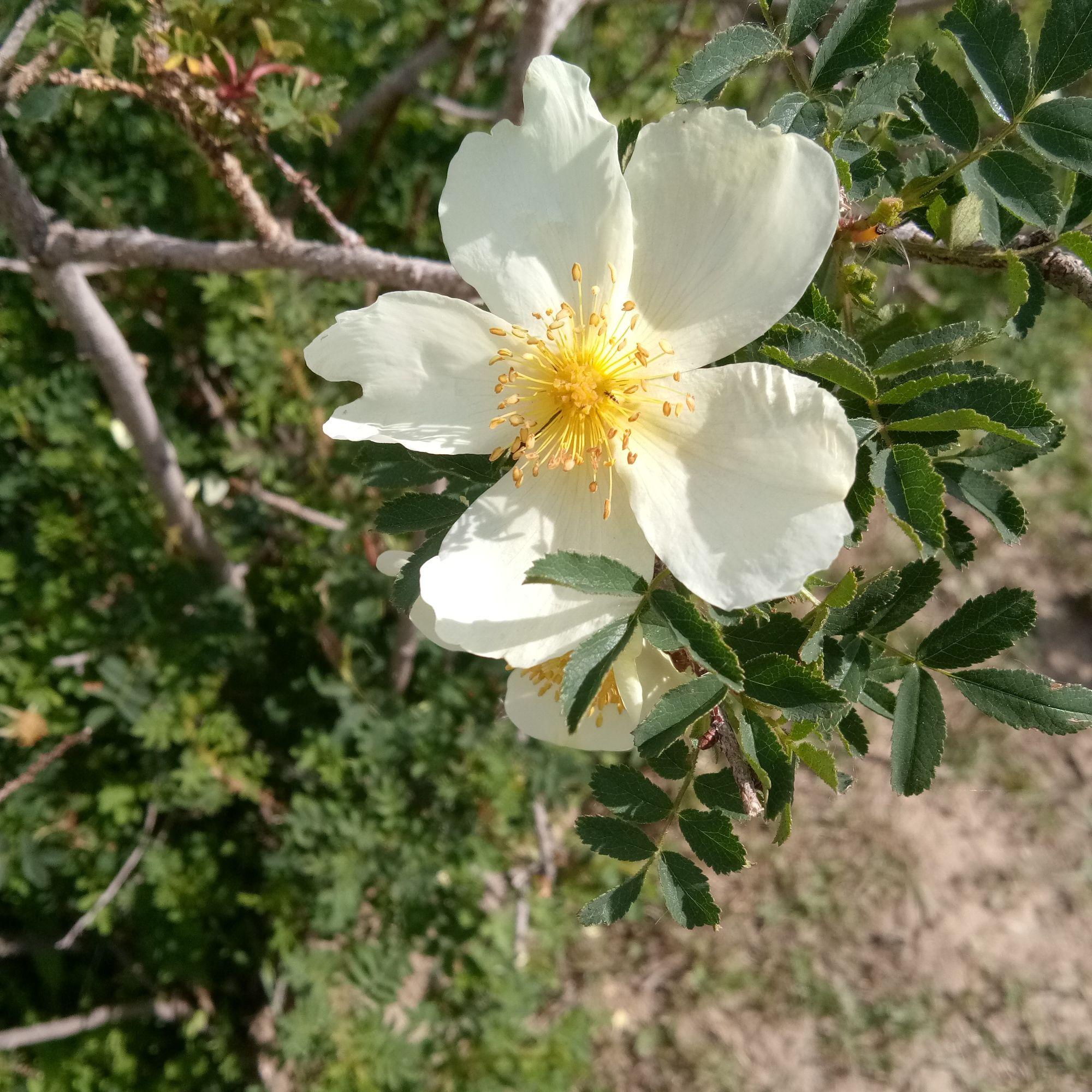 平凡的花儿头像