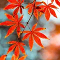 时光潋滟滴墨盛放1
