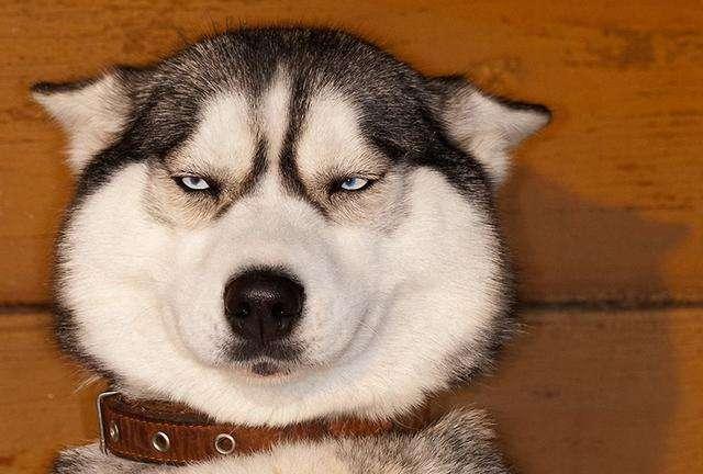 充满智慧的眼神