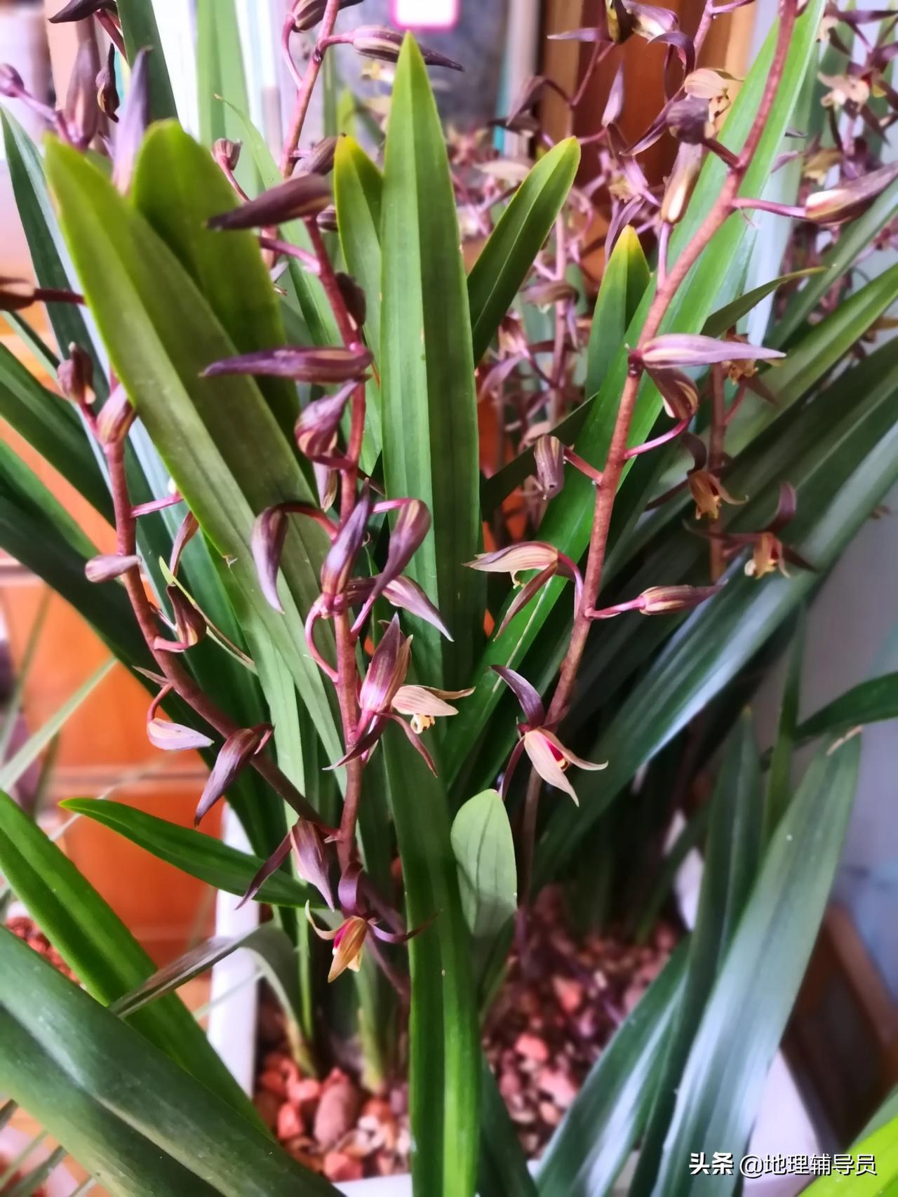 墨兰企黑开了香味不错